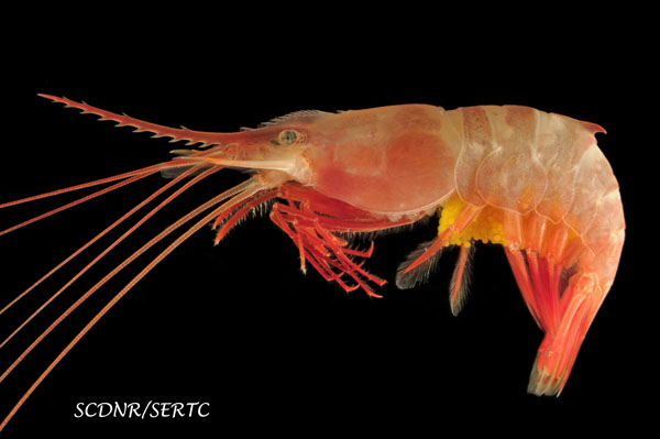 Redleg humpback shrimp from lower Ashley River, South Carolina